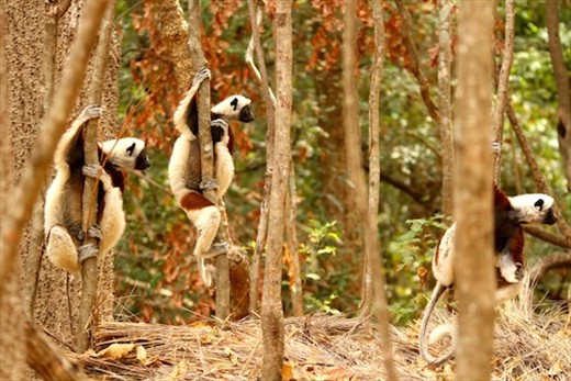 Coquerel's sifaka, Ankarafantsika National Park