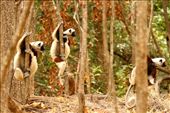 Coquerel's sifaka, Ankarafantsika National Park: by vagabondstoo, Views[1178]