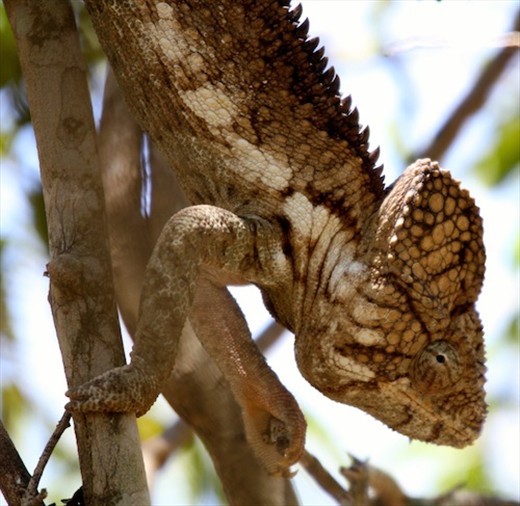 Fullifair chameleon, Zombitse NP