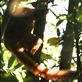 Golden bamboo lemur Views[264]