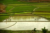 Planting rice, Central highlands: by vagabondstoo, Views[270]