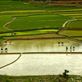 Planting rice, Central highlands Views[259]