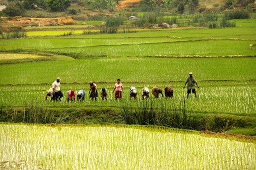 Planting rice, Central highlands