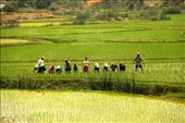 Planting rice, Central highlands: by vagabondstoo, Views[278]