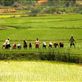 Planting rice, Central highlands Views[274]