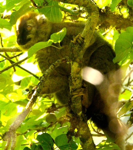 Red-fronted brown lemur, Ranomafana NP