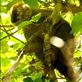 Red-fronted brown lemur, Ranomafana NP Views[272]