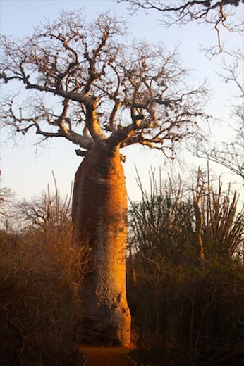 Baobab, Spiny Forest