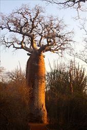 Baobab, Spiny Forest: by vagabondstoo, Views[609]