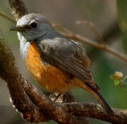 Benson's rock thrush, Zombitse NP