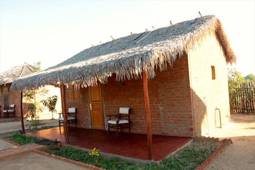 Blue vanga, Ankarafantsika