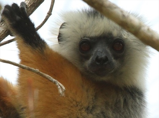 Diadem sifaka, Mantadia Reserve
