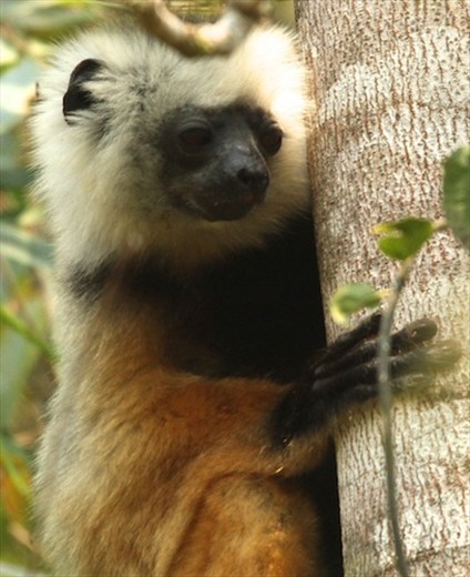 Diadem sifaka, Mantadia Reserve