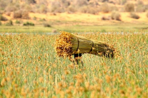Gathering thatch, Ifaty