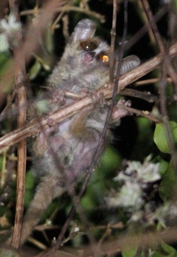 Golden-brown mouse lemur, Ankarafantsika National Park