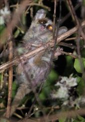 Golden-brown mouse lemur, Ankarafantsika National Park: by vagabondstoo, Views[1378]