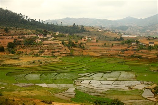 Central Highlands, Rice bowl of Madagascar