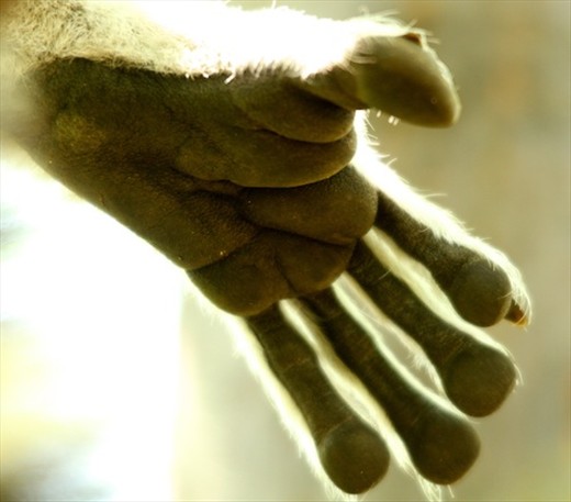Lemur's paw, Anja Reserve