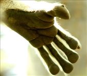 Lemur's paw, Anja Reserve: by vagabondstoo, Views[516]