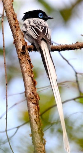 Madagascar paradise fly-catcher, Ankarafantsika National Park