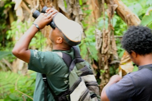 Rodin on the trail, Ranomafana NP