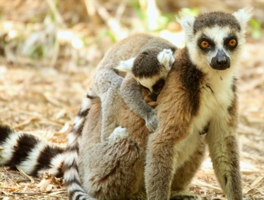 Ringtailed lemur, Anja Lemur Reserve
