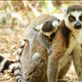 Ringtailed lemur, Anja Lemur Reserve Views[240]