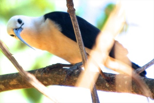Sickle-bill vanga, Ankarafantsika National Park