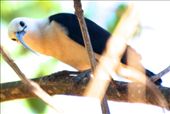 Sickle-bill vanga, Ankarafantsika National Park: by vagabondstoo, Views[635]