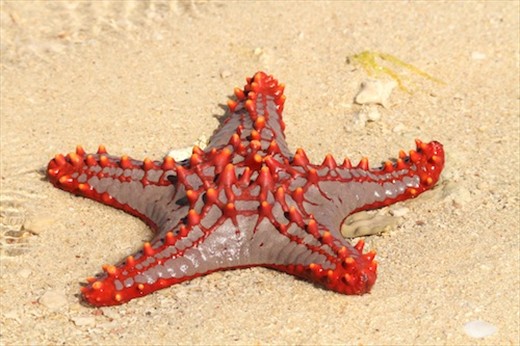 Starfish, Nosy Ve