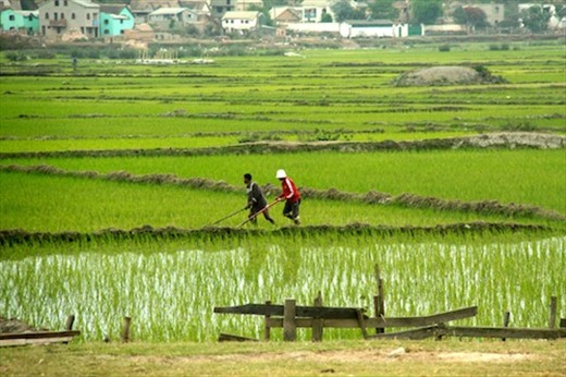 Rice paddies in the middle of the capital, Antananarivo