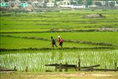 Rice paddies in the middle of the capital, Antananarivo: by vagabondstoo, Views[544]
