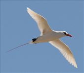 Red-tailed tropic bird, Nosy Ve: by vagabondstoo, Views[1647]