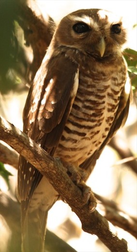 White-browed owl, Zombitse NP
