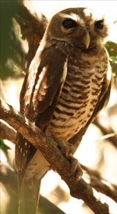 White-browed owl, Zombitse NP: by vagabondstoo, Views[483]