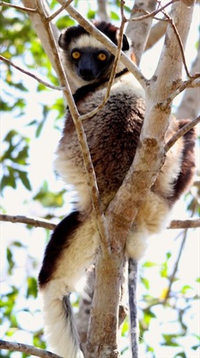 Zombitse Sportive Lemur, Zombitse NP