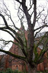 St. Mary's Church, Stralsund: by vagabondstoo, Views[521]