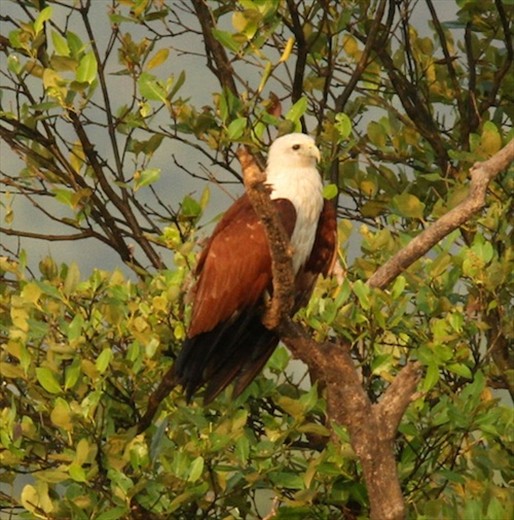 Brahminy kite, Salim Ali Santuary