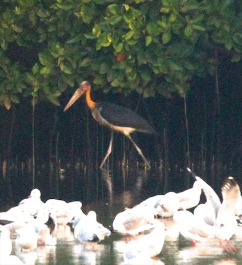 Adjutant stork, Salim Ali Santuary