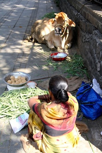 Lady and Cow, Mumbai