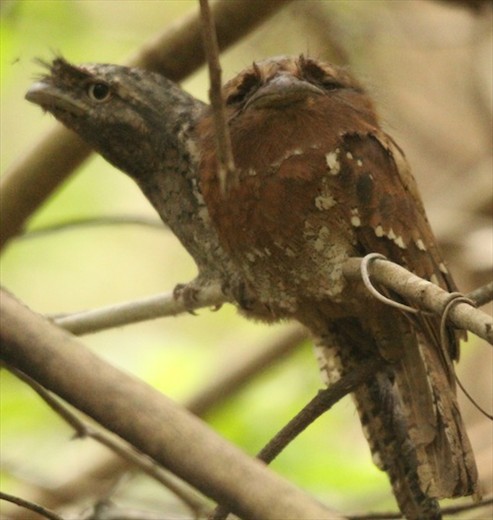 Sri Lanka frogmouth, Bagwhan Mahaveer National Park