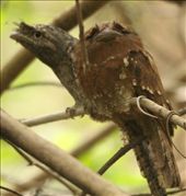 Sri Lanka frogmouth, Bagwhan Mahaveer National Park: by vagabondstoo, Views[593]