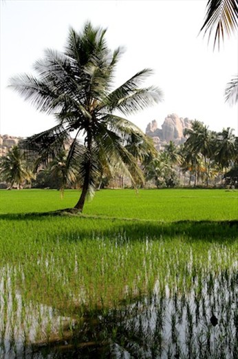 Hampi rice paddies