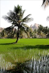 Hampi rice paddies: by vagabondstoo, Views[451]