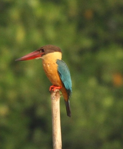 Storkbilled kingfisher, Salim Ali Santuary