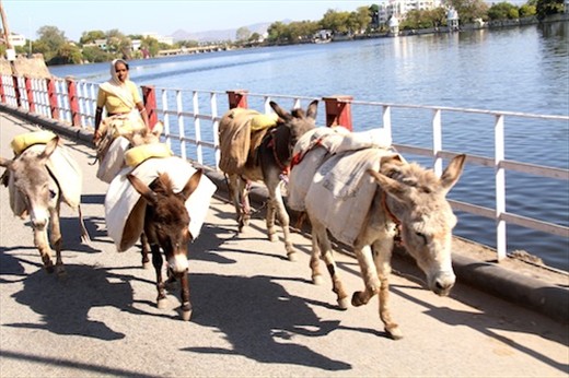 Driving Donkeys, Udaipur