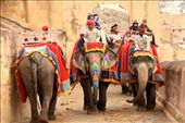 Painted elephants for hire, Amber Fort: by vagabondstoo, Views[308]