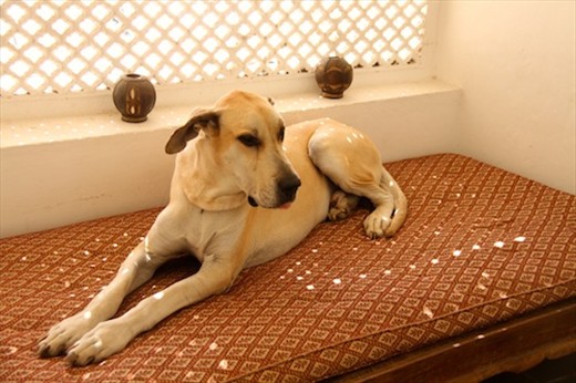 In good paws, Oscar the guard dog