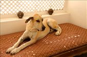 In good paws, Oscar the guard dog: by vagabondstoo, Views[533]