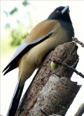 Rufous treepie, Mt. Abu Sanctuary: by vagabondstoo, Views[528]